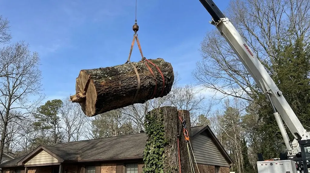 crane assisted tree removal