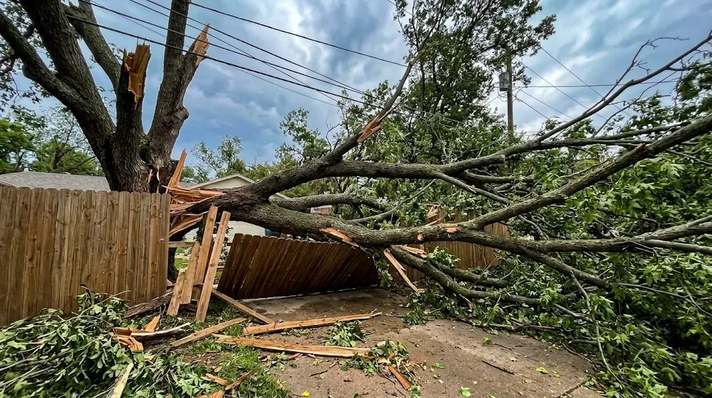 emergency tree service