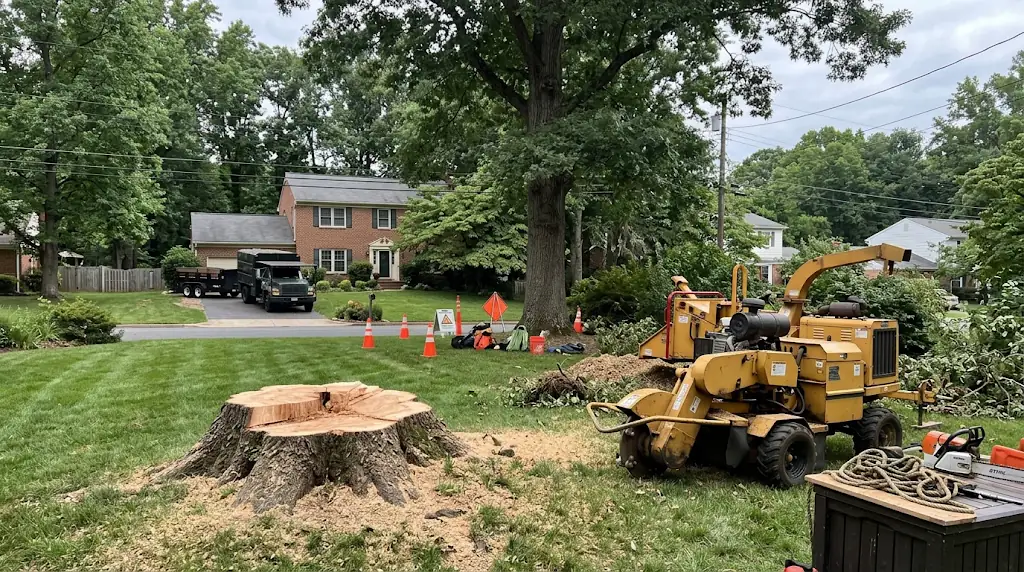 You are currently viewing How Much Does Tree Removal Cost Across Northern Virginia?